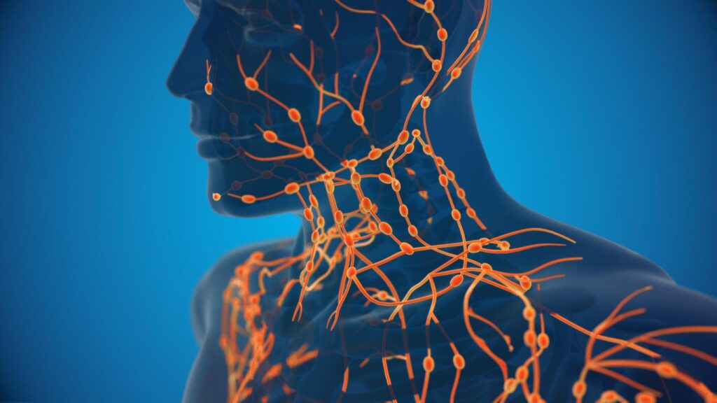 Lymphatic Drainage Massage Downtown Brooklyn: The image shows a 3D medical illustration of the lymphatic system, with glowing orange lymph nodes and vessels visible in the head and neck.